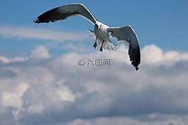 鳥,自然,天空