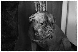 狗,波尔多,dogue