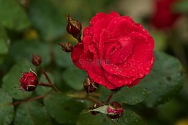 玫瑰,花,花卉