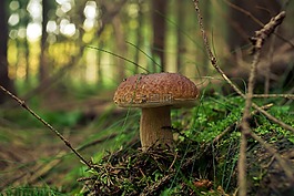 菌,森林,性质