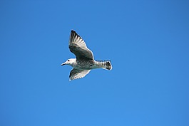 鳥,自然,飛行