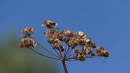 trockenblume,夏末,天空