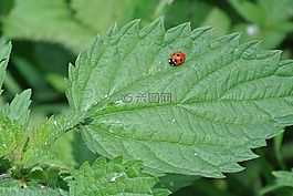 瓢蟲,甲蟲,昆蟲