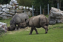 哺乳動物,動物,野生動物