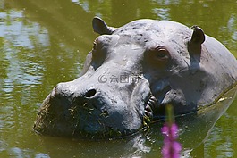 當(dāng)?shù)?動物園,河馬