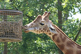 當(dāng)?shù)?長頸鹿,動物園