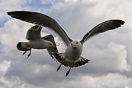 動(dòng)物,天空,云