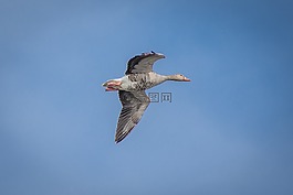 鵝,灰鵝,生物