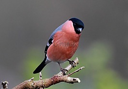 鳥,羽毛,鳥嘴