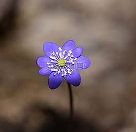 赫帕卡,花,開花