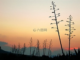 背光,日落,景觀
