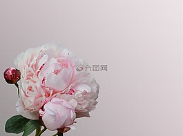 牡丹,粉紅色,芍藥