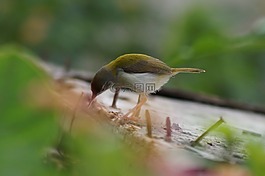 麻雀,鳥,自然