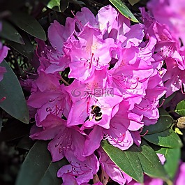 杜鹃,开花,粉红色