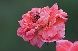 花,粉紅色,自然