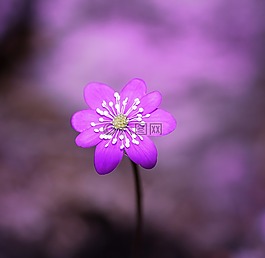 赫帕卡,花,開花