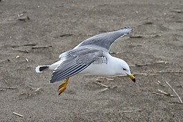 動(dòng)物,海岸,海灘