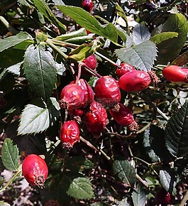 野玫瑰,性質(zhì),紅色