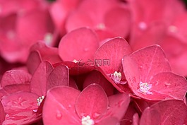 性質(zhì),花,光明