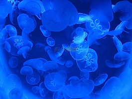 水母,水族館,藍色