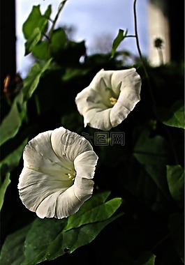 vetches,旋花,藤蔓