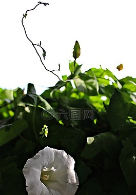 登山者,白花,旋花