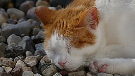 猫,睡眠,红猫