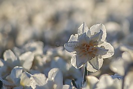 荷蘭,花卉,春天