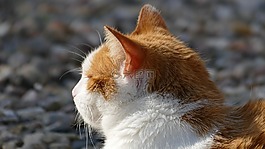 猫,太阳,光
