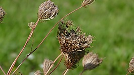 trockenblume,草地,綠色