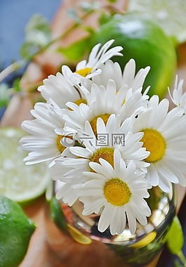 石灰,檸檬,雛菊