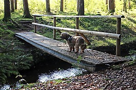網(wǎng)站,橋,過(guò)獨(dú)身生活