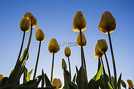 荷蘭,花卉,春天