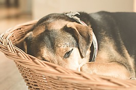 動物,購物籃,可愛