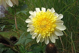 嬌琴紗,花園,黃色