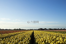 荷蘭,花卉,春天