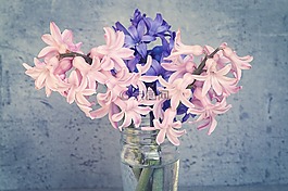 風(fēng)信子,鮮花,粉紅色