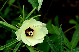ladyfinger,花,绿色