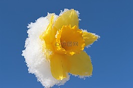 水仙,開花,喇叭水仙