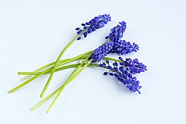 葡萄風信子,鮮花,藍色
