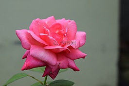 玫瑰,粉紅色,花