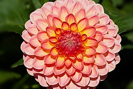 大麗花,嬌琴紗,地?zé)?/>
                            </a>
                            <div   id=