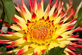 大麗花,嬌琴紗,地?zé)?/>
                            </a>
                            <div   id=