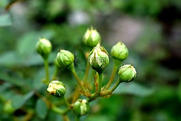 自然,鮮花,新鮮
