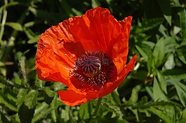罌粟,花,開(kāi)花