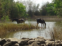 野生動(dòng)物,馬匹,印度