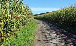 泥道,玉米,麦田