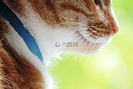 動(dòng)物,性質(zhì),貓