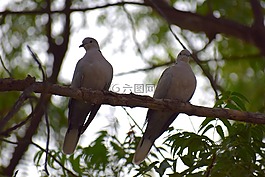 自然,鳥,鴿子