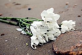 白花,孤獨,沙灘